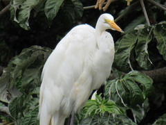Ardea alba