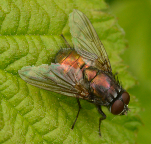 Eudasyphora cyanella
