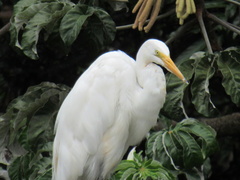 Ardea alba