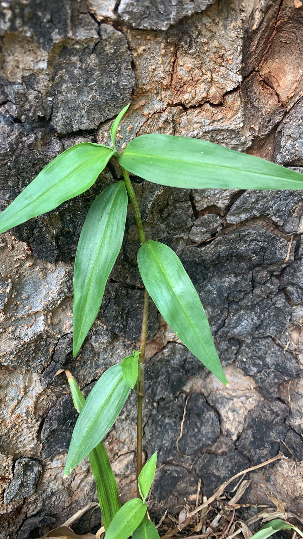 Commelina diffusa — ảnh 2