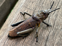 Dictyophorus