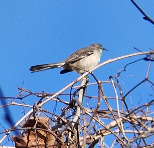 Northern Mockingbird