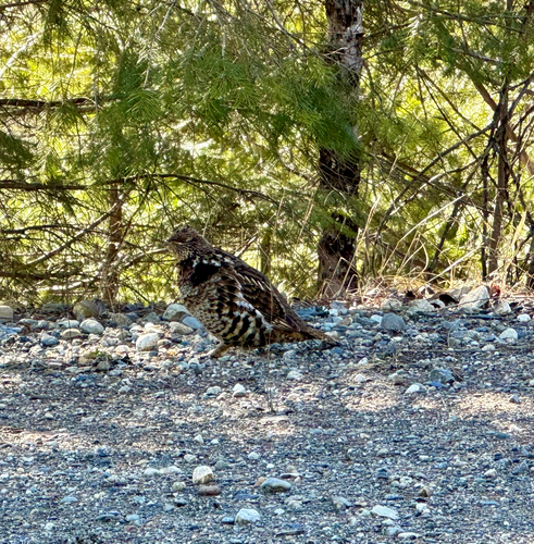 Ruffed Grouse observed by calebcatto