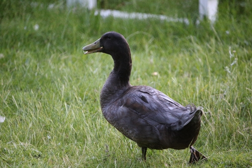 Domestic Mallard observed by jchrist92