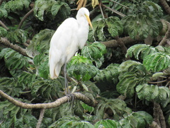 Ardea alba