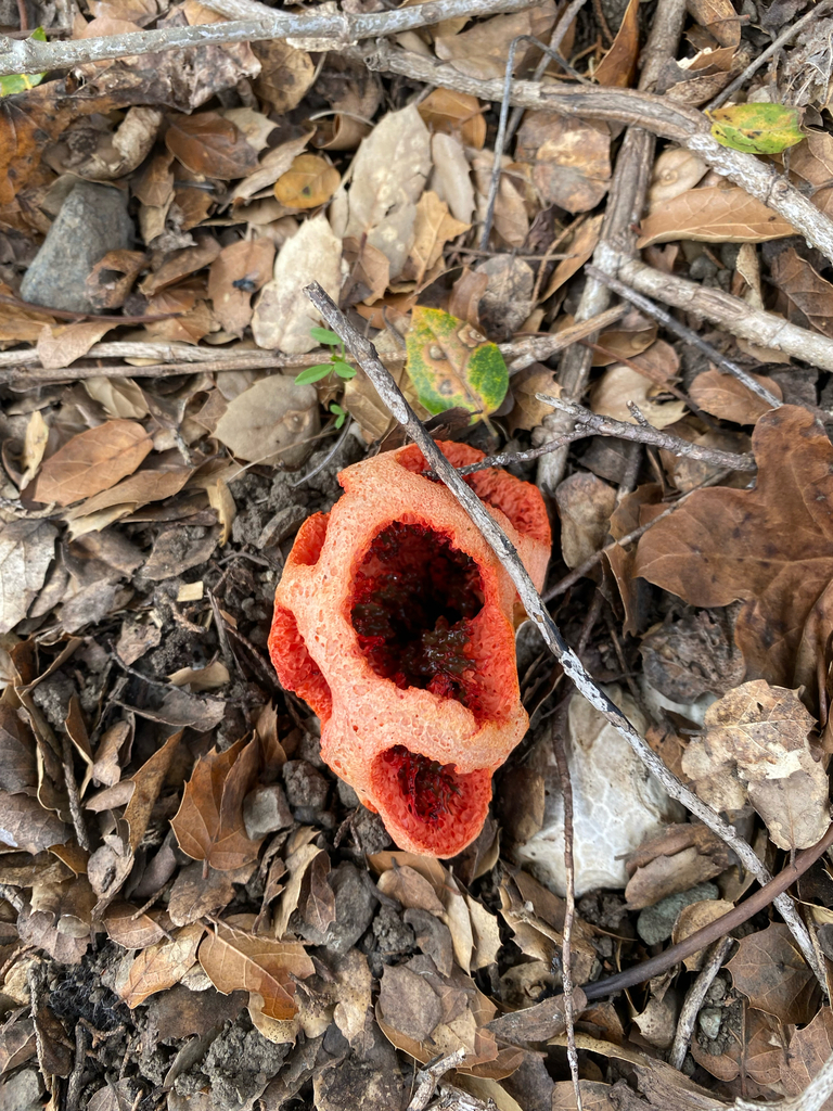 Clathrus ruber · March 2026 · photo: © philmaynard (iNaturalist, CC)