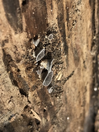 Resupinatus trichotis (Photo 11 of 14)