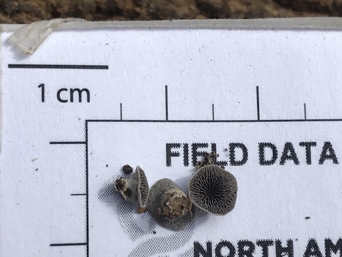 Resupinatus trichotis (Photo 14 of 14)