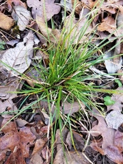 Carex floridana