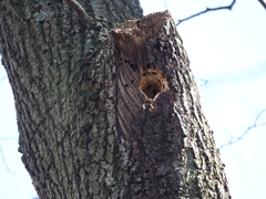 Melanerpes carolinus