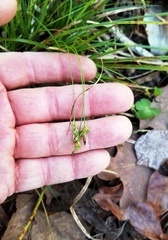 Carex floridana