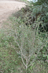 Lippia alba