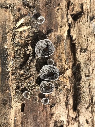 Resupinatus trichotis (Photo 3 of 14)