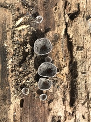 Resupinatus trichotis