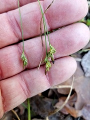 Carex floridana