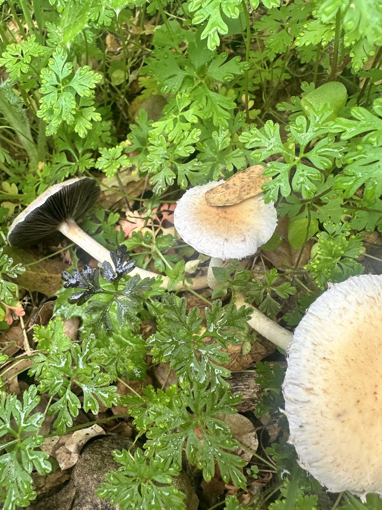 Leratiomyces percevalii · March 2026 · photo: © katrinamccollough (iNaturalist, cc0)