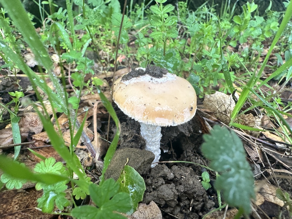 Amanita velosa · February 2026 · photo: © katrinamccollough (iNaturalist, cc0)