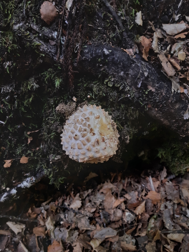Amanita pareparina
