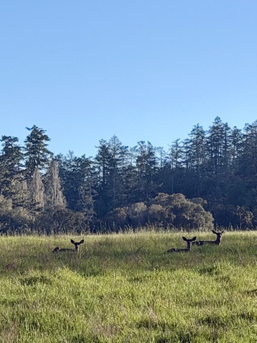 Columbian Black-tailed Deer observed by carleydemons