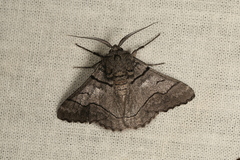 Hypobapta diffundens