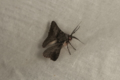 Hypobapta diffundens