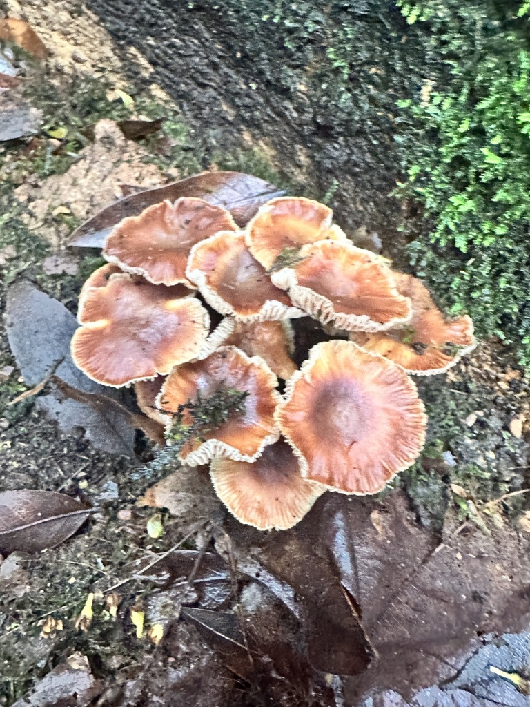 Gymnopus brassicolens · February 2026 · photo: © katrinamccollough (iNaturalist, cc0)