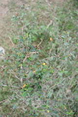 Lippia alba