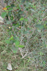 Lippia alba