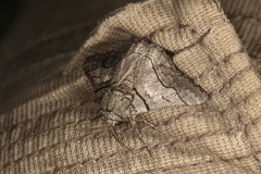 Hypobapta diffundens