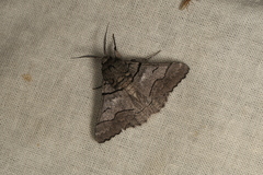 Hypobapta diffundens