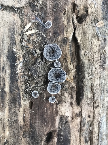 Resupinatus trichotis (Photo 5 of 14)