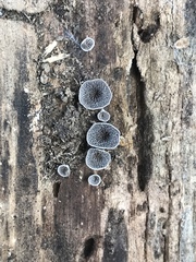 Resupinatus trichotis