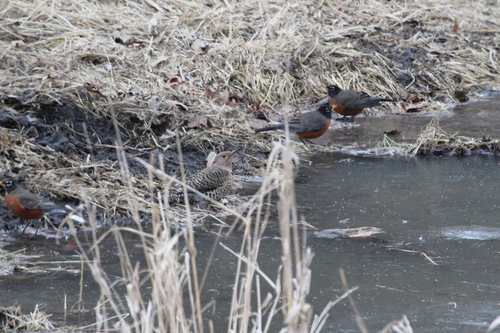Northern Flicker observed by cadenthecorvid