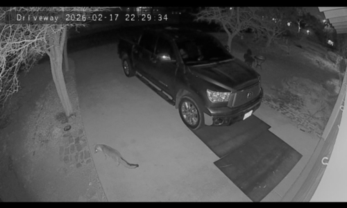 Gray Fox observed by directoraperez