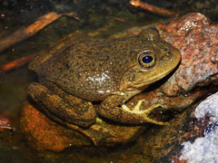 Tarahumara Frog photo 2