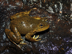 Tarahumara Frog photo 3