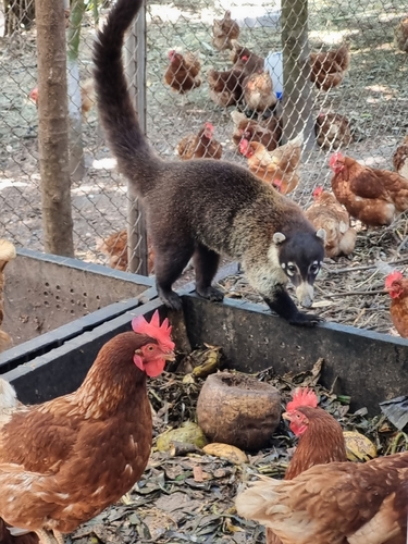 Coatí observed by javiermcao
