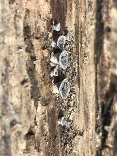 Resupinatus trichotis (Photo 10 of 14)