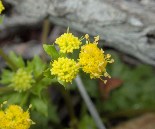 laceleaf sanicle (Sanicula laciniata)