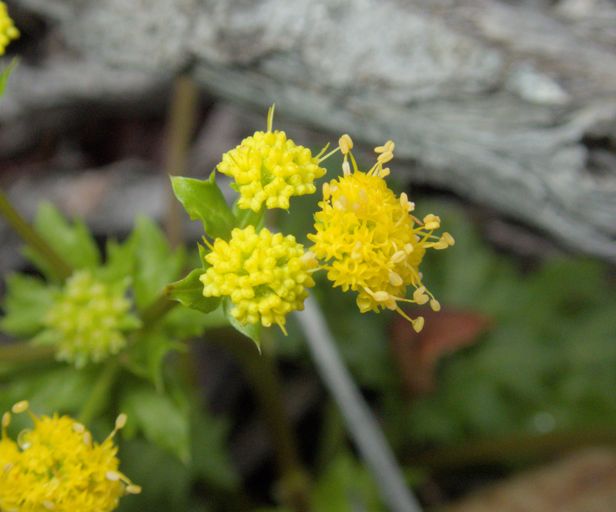 Laceleaf Sanicle (Sanicula laciniata)