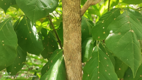 Tabebuia roseoalba (Tabebuia roseoalba)