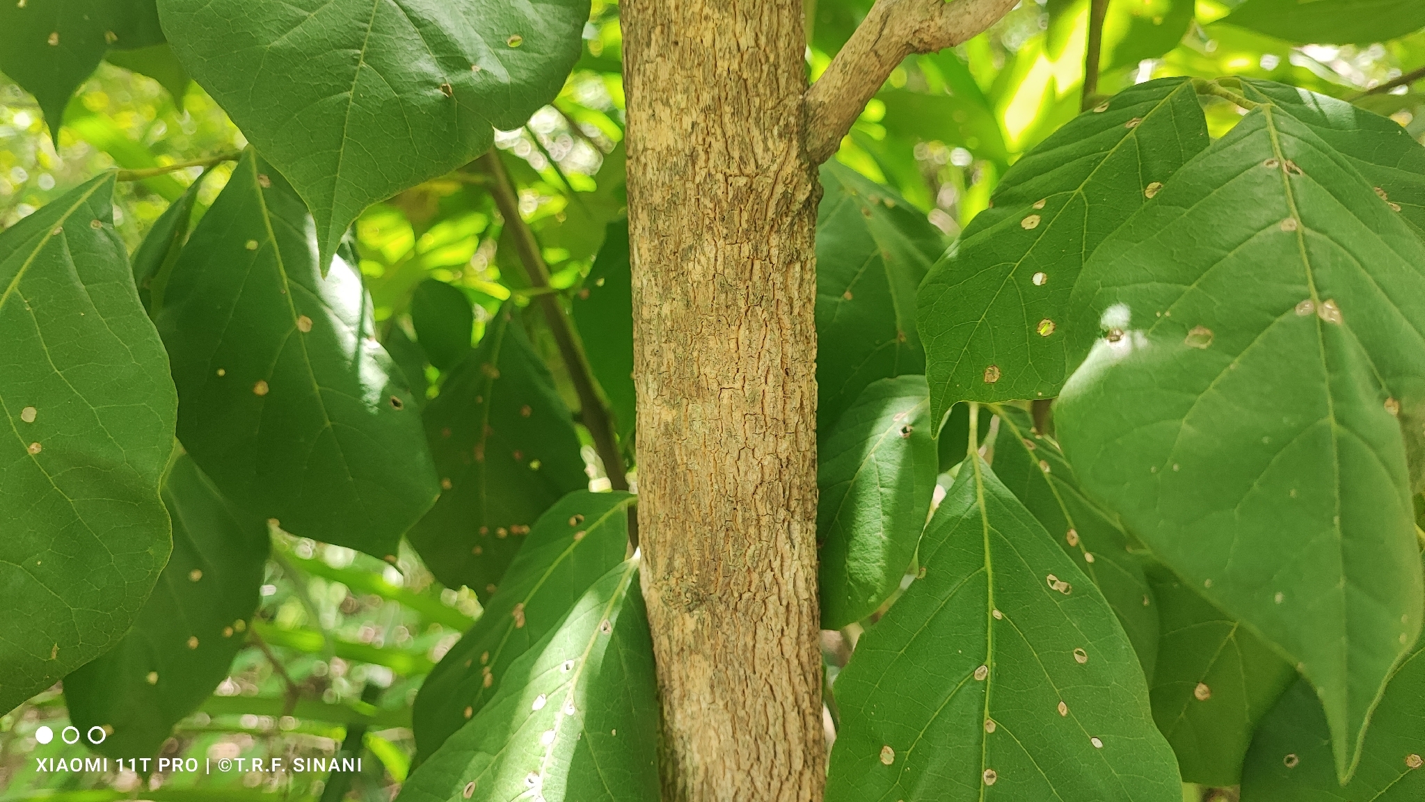 Tabebuia Roseoalba (Tabebuia roseoalba)