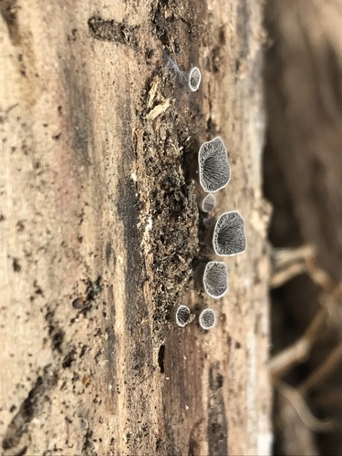 Resupinatus trichotis (Photo 8 of 14)