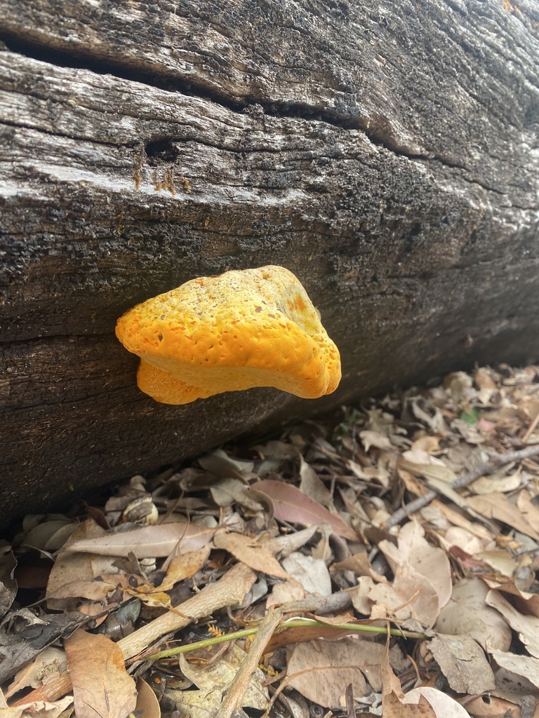 Piptoporus australiensis · March 2026 · photo: © enrica38 (iNaturalist, cc-by)