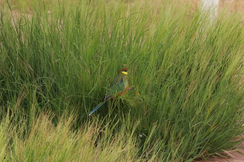 Western Rosella (Platycercus icterotis), photo 5