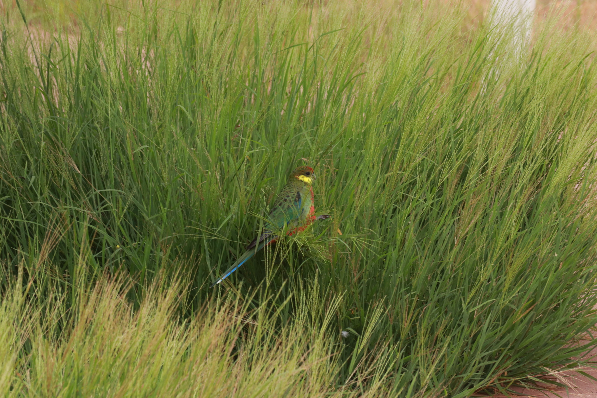 Western Rosella (Platycercus icterotis), photo 5