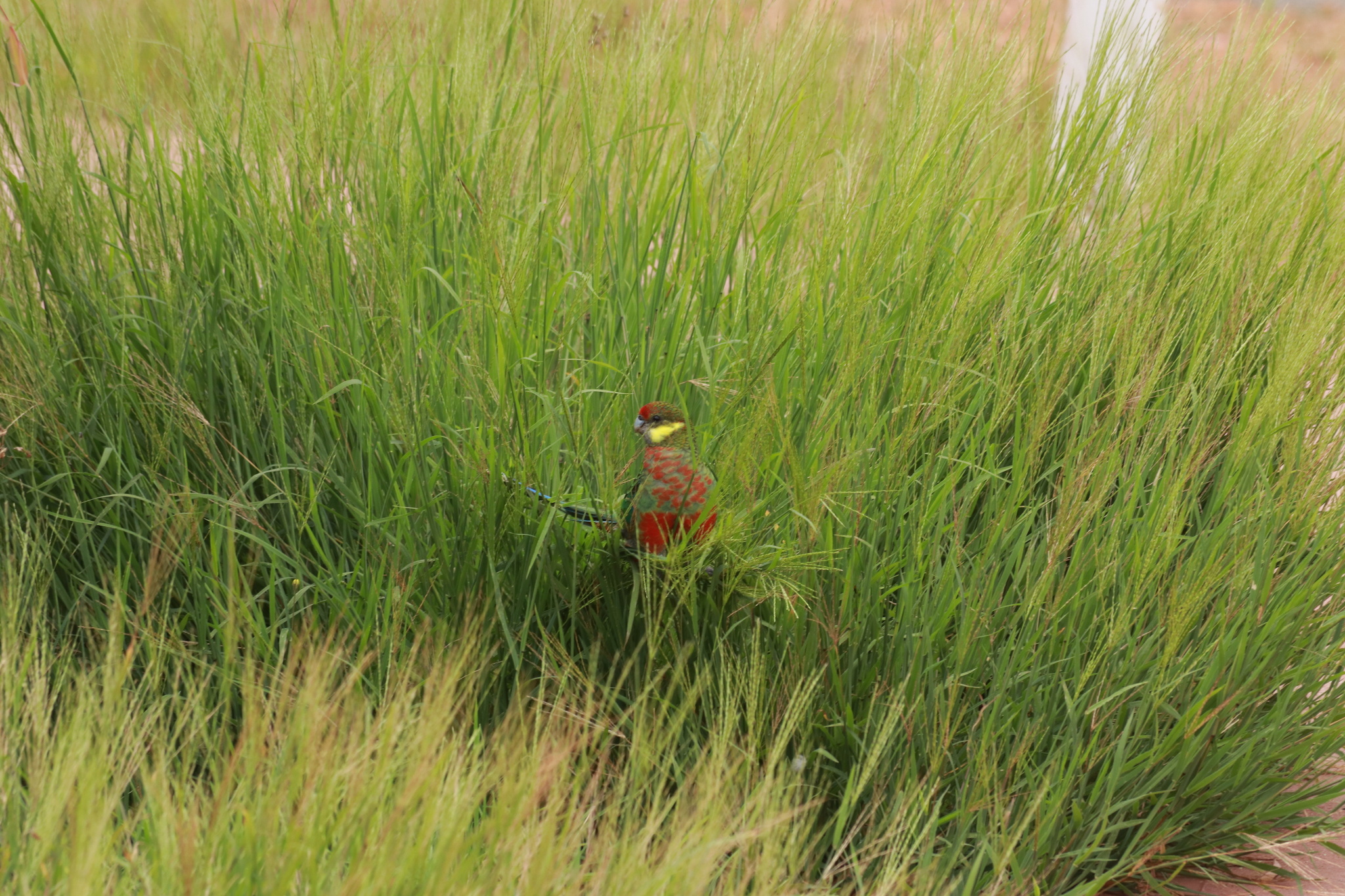 Western Rosella (Platycercus icterotis), photo 6