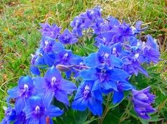 Delphinium brachycentrum