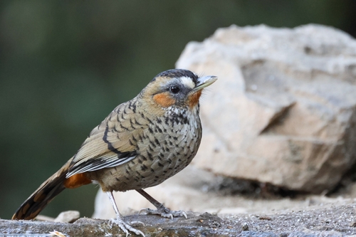 Rufous-chinned Laughingthrush (Ianthocincla rufogularis), photo 2
