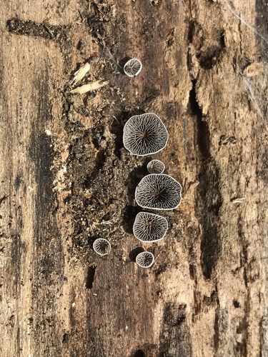 Resupinatus trichotis (Photo 4 of 14)